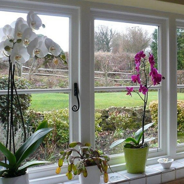 Timber Windows